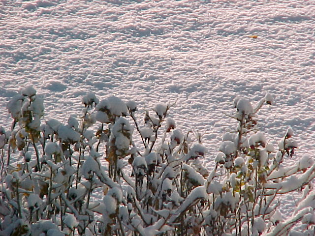 click to view fullsize image